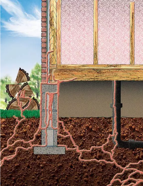  白蟻季節(jié)來臨，預防小貼士,郁康